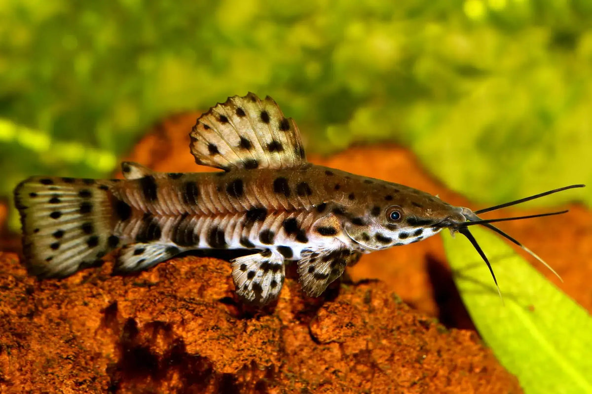 Hoplo Catfish