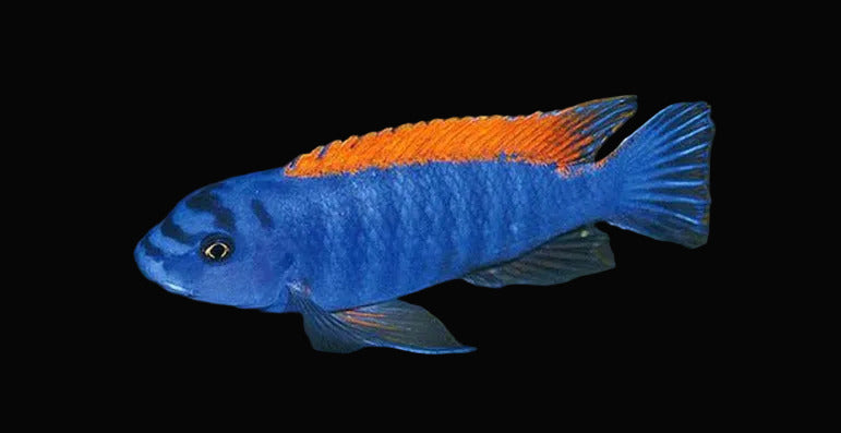 Thumbi West Blue 4inch