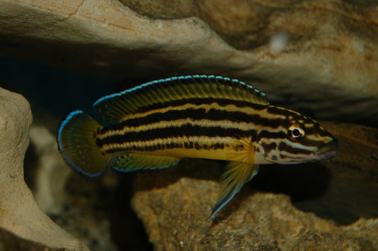 Julidochromis regani 4cm
