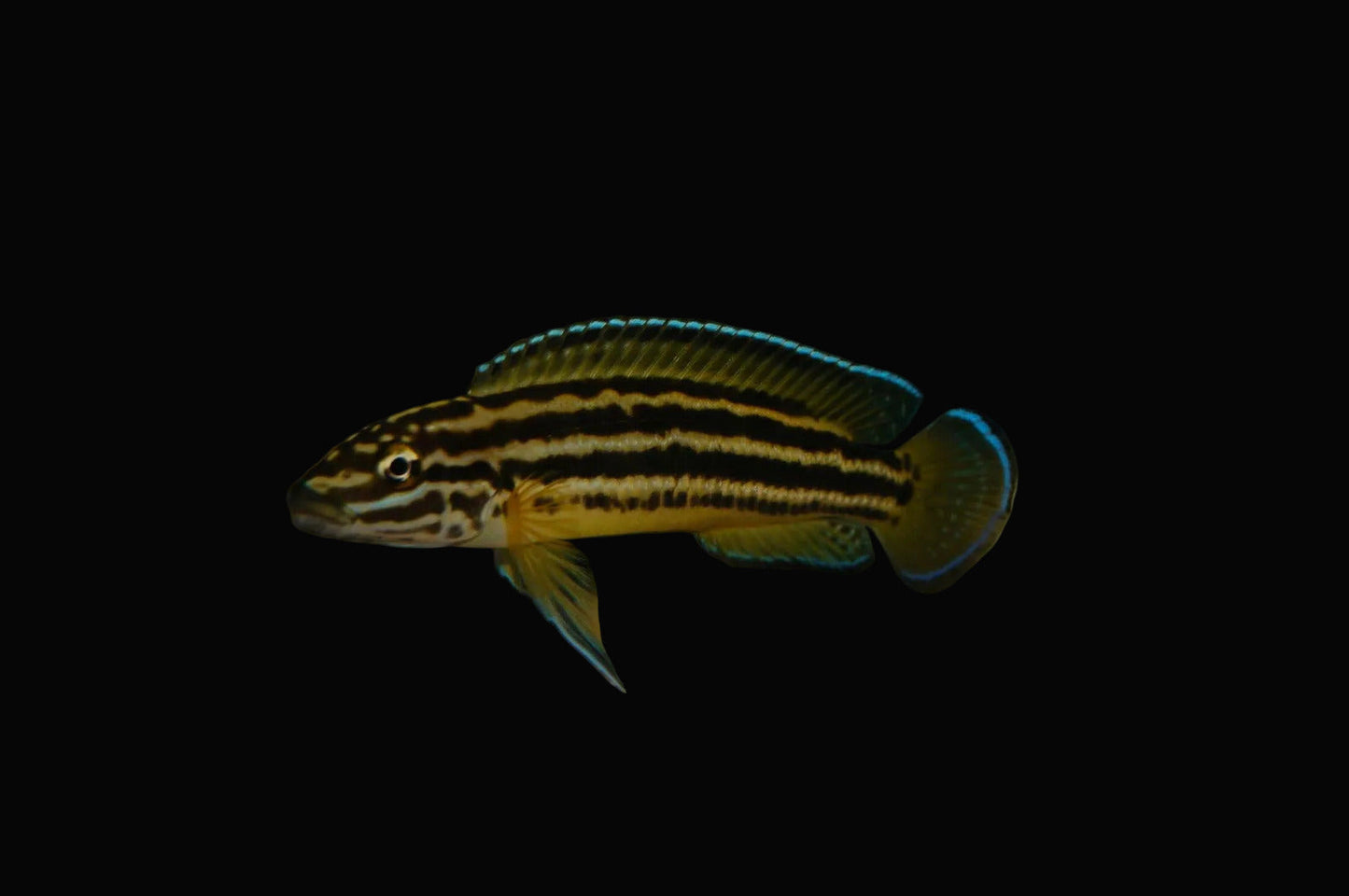 Julidochromis regani 1.5inch (Pair)