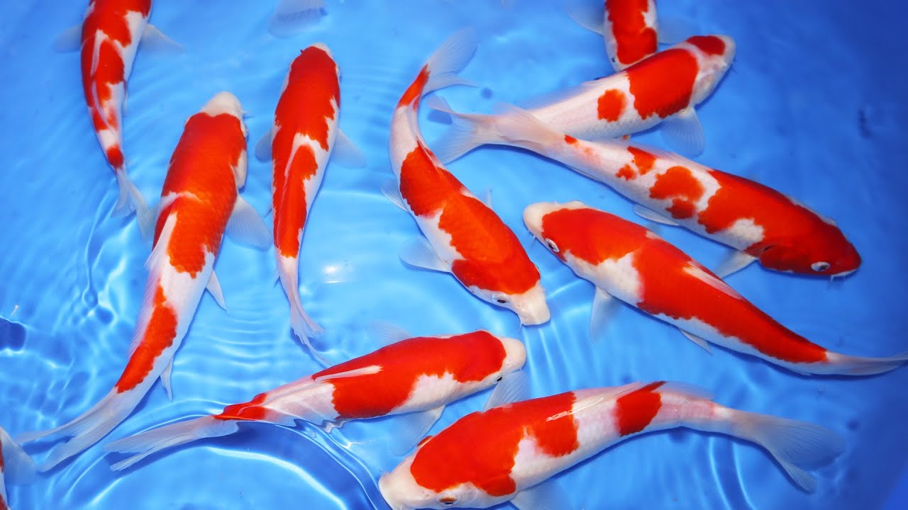 koi