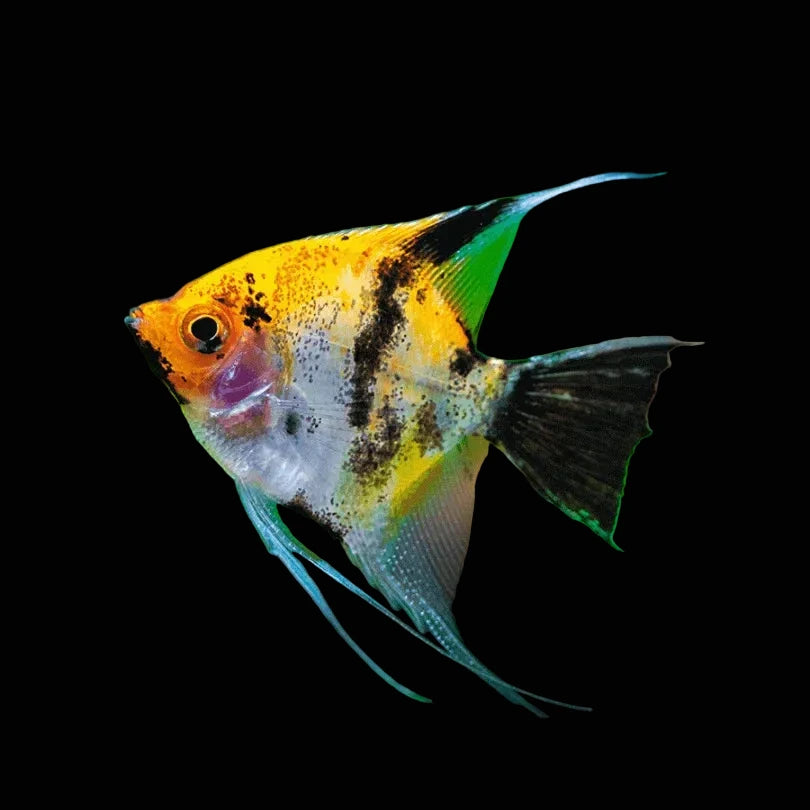 Red Koi Angelfish Small
