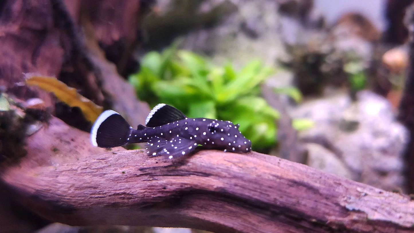 Starlight Pleco L 183 Pleco 2inch