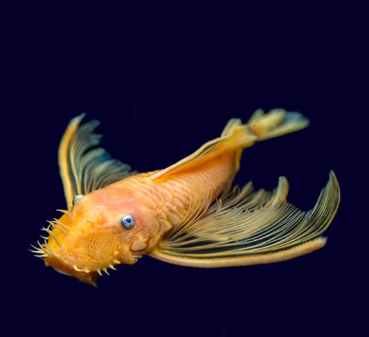 Longfin Blue Eye Lemon Bristlenose 1.5-2inch