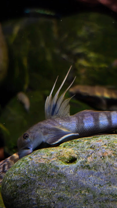 Threadfin Goby 3inch