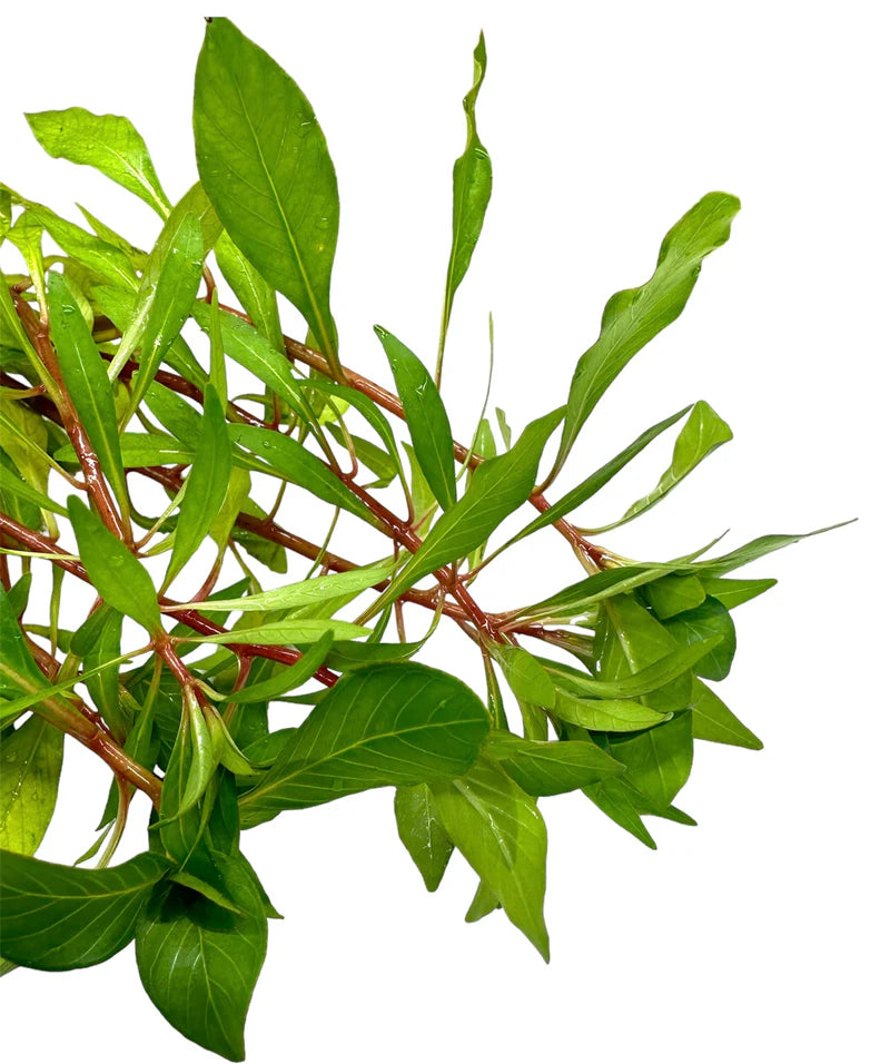 Ludwigia inclinata var cuba