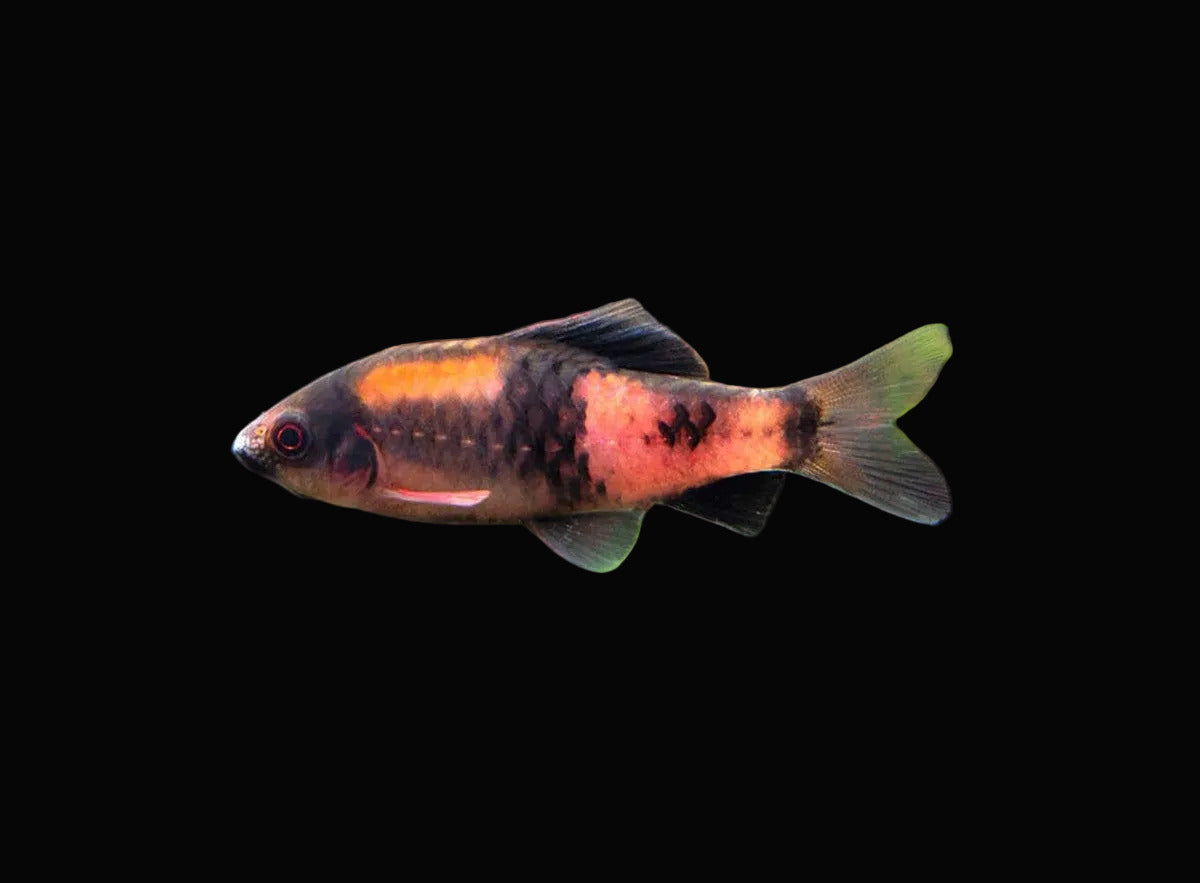 Melon Barb (Pair)