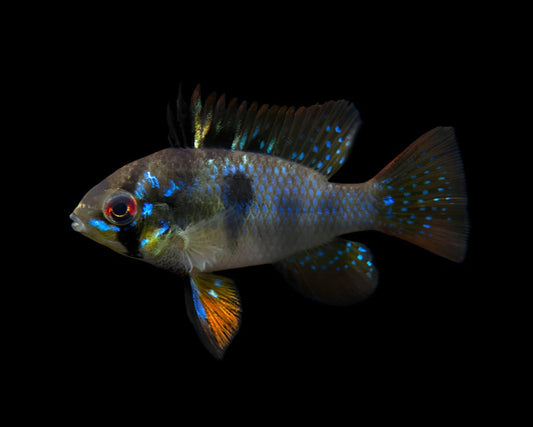 German Midnight Black Ramirezi (Pair)