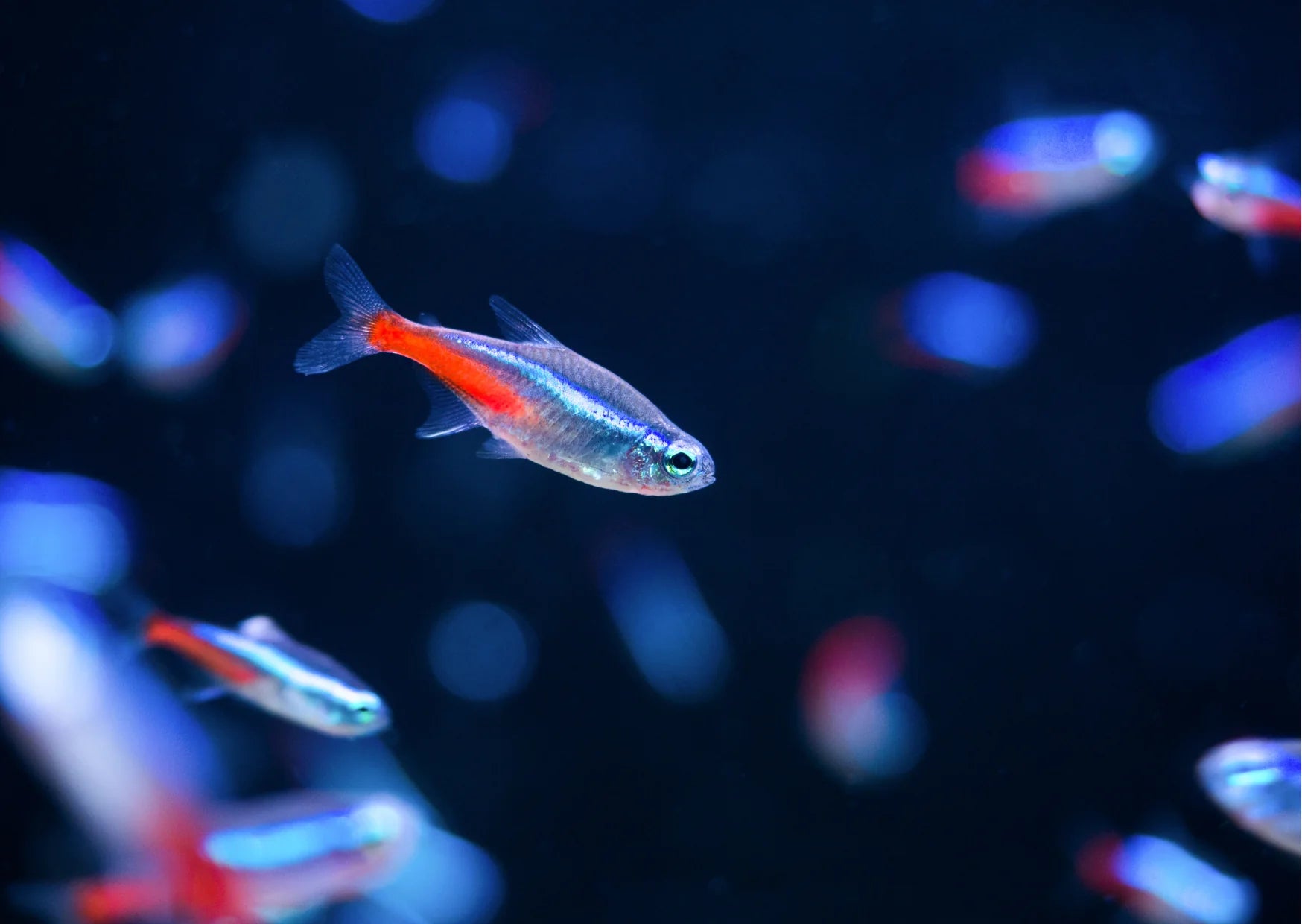 Neon Tetra (Pair) – Best4Pets - Main Image