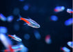 Neon Tetra (Pair)