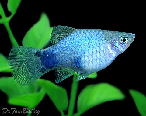 Mickey Mouse Platy Mix Colours Big (Pair)