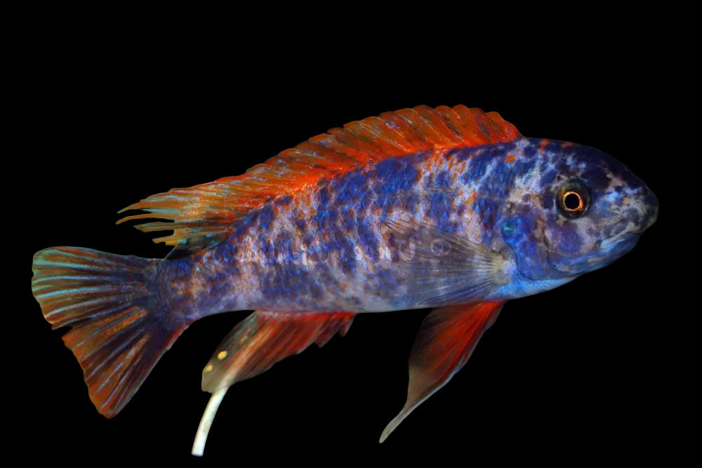 Bi Colour Mbuna 2"