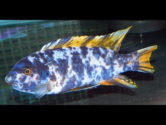 Bi Colour Mbuna 2.75"-3" (Pair)