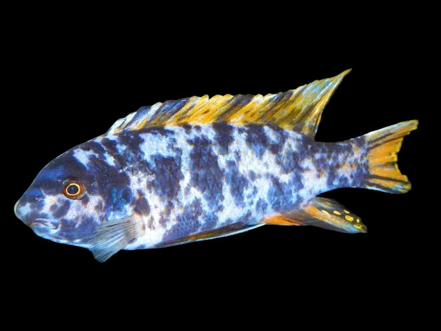 Bi Colour Mbuna 2"