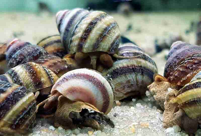 Piano Snails (Algae Eater)
