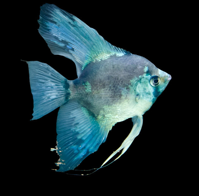 Blue Pinoy Angelfish (Pair)
