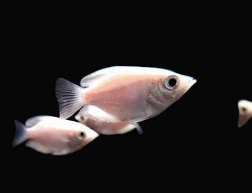 Platinum Archer 4inch