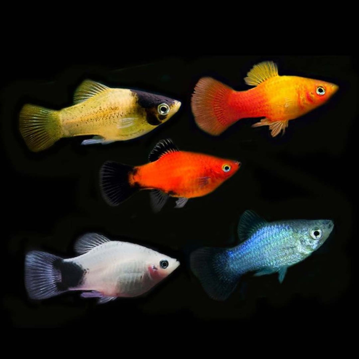 Assorted Platy Combo