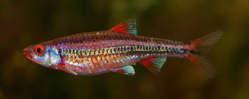 Rainbow Shiner 1.75"