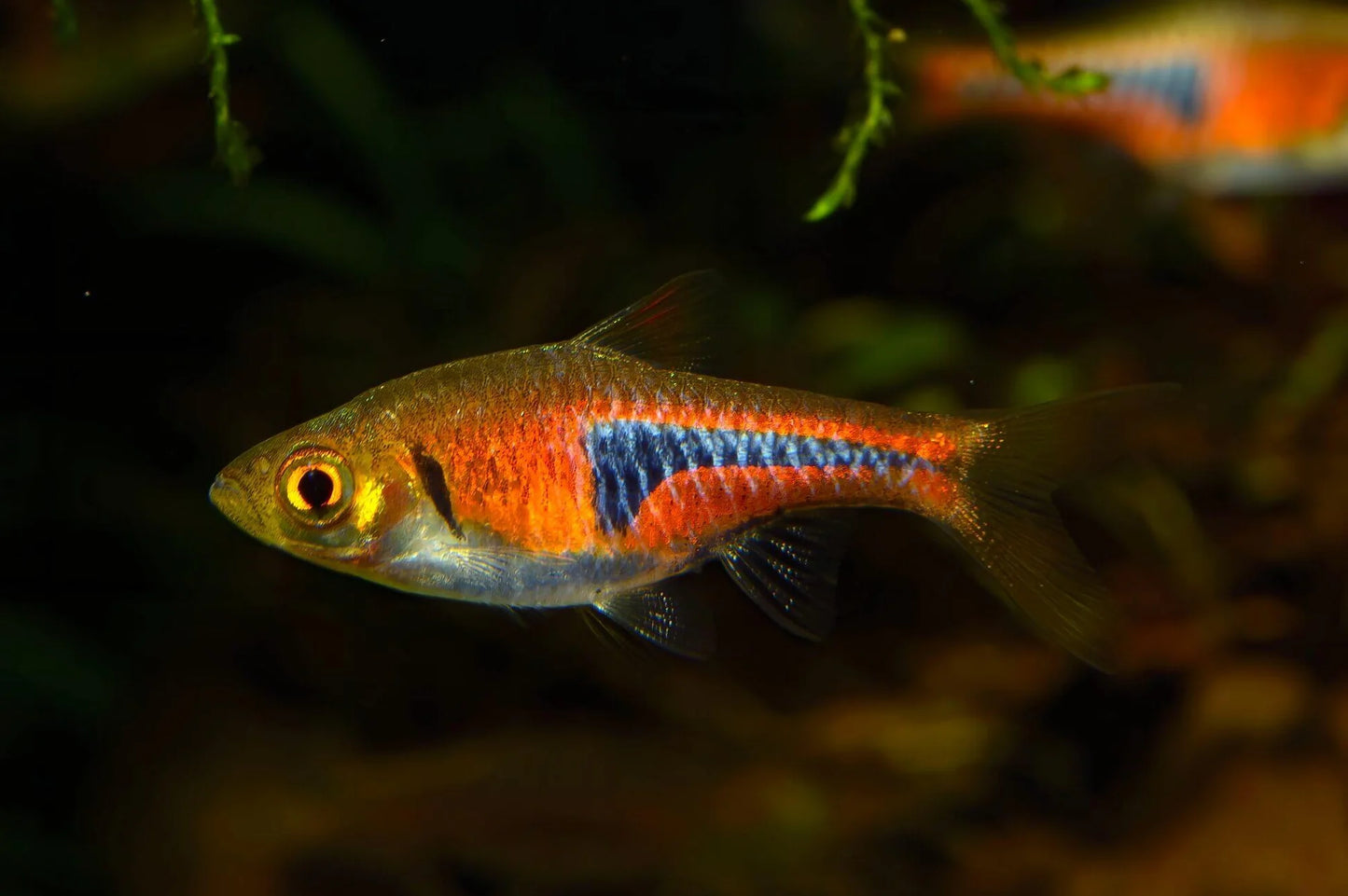 Rasbora espei (Pair)
