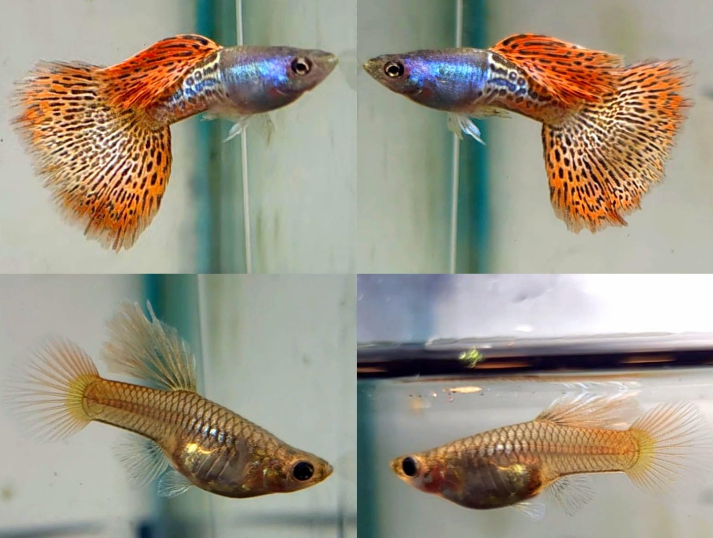 Red Lace Guppy (Pair)