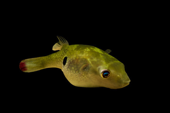 Red Tail Puffer 2"