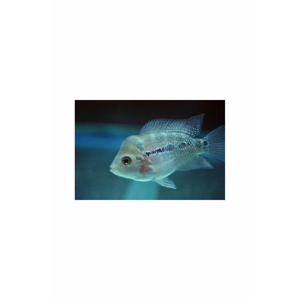 Imported Baby Flowerhorn 1" SRD