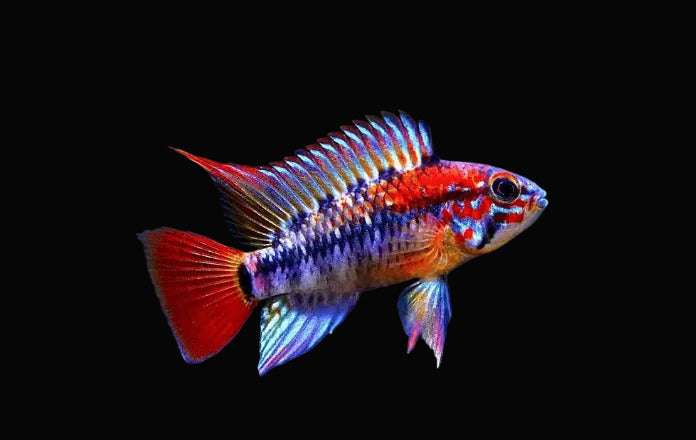 Apistogramma Macmasteri (Pair)