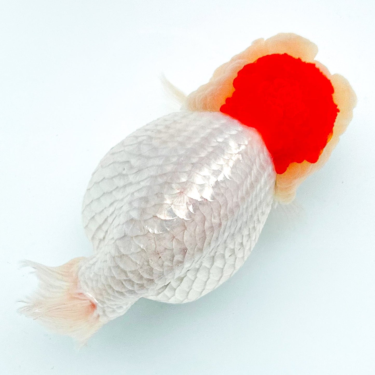 Tancho Ranchu 3inch (Import)