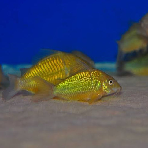Brochis splendens
