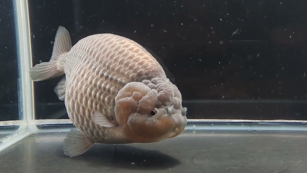 Lilac Ranchu Goldfish 4" (Import)