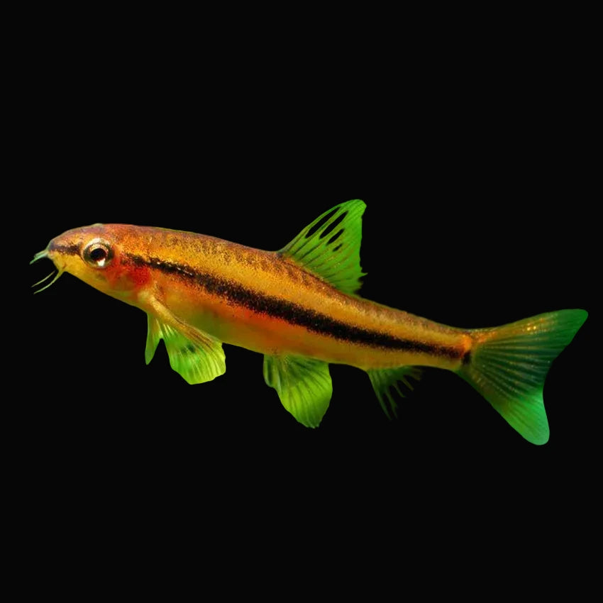 Rosy Loach