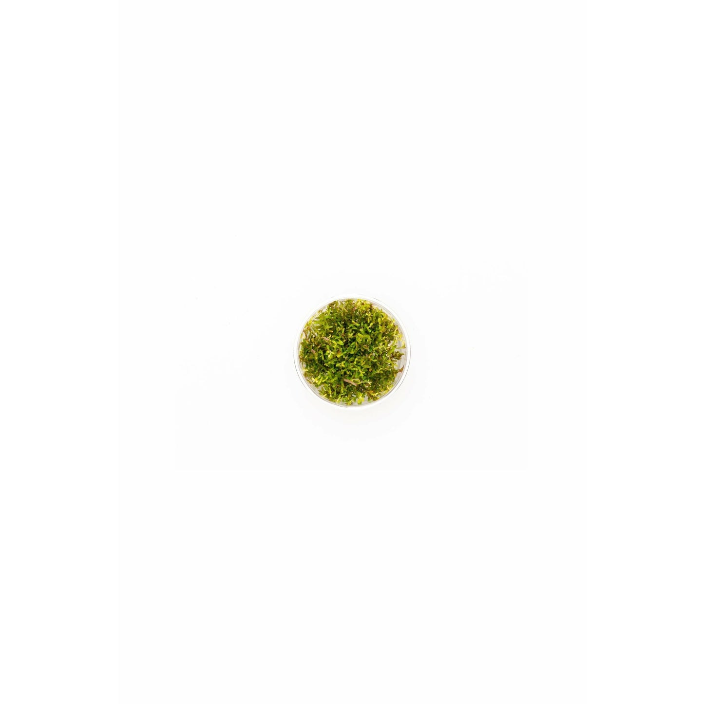 Rotala rotundifolia `hra' TC