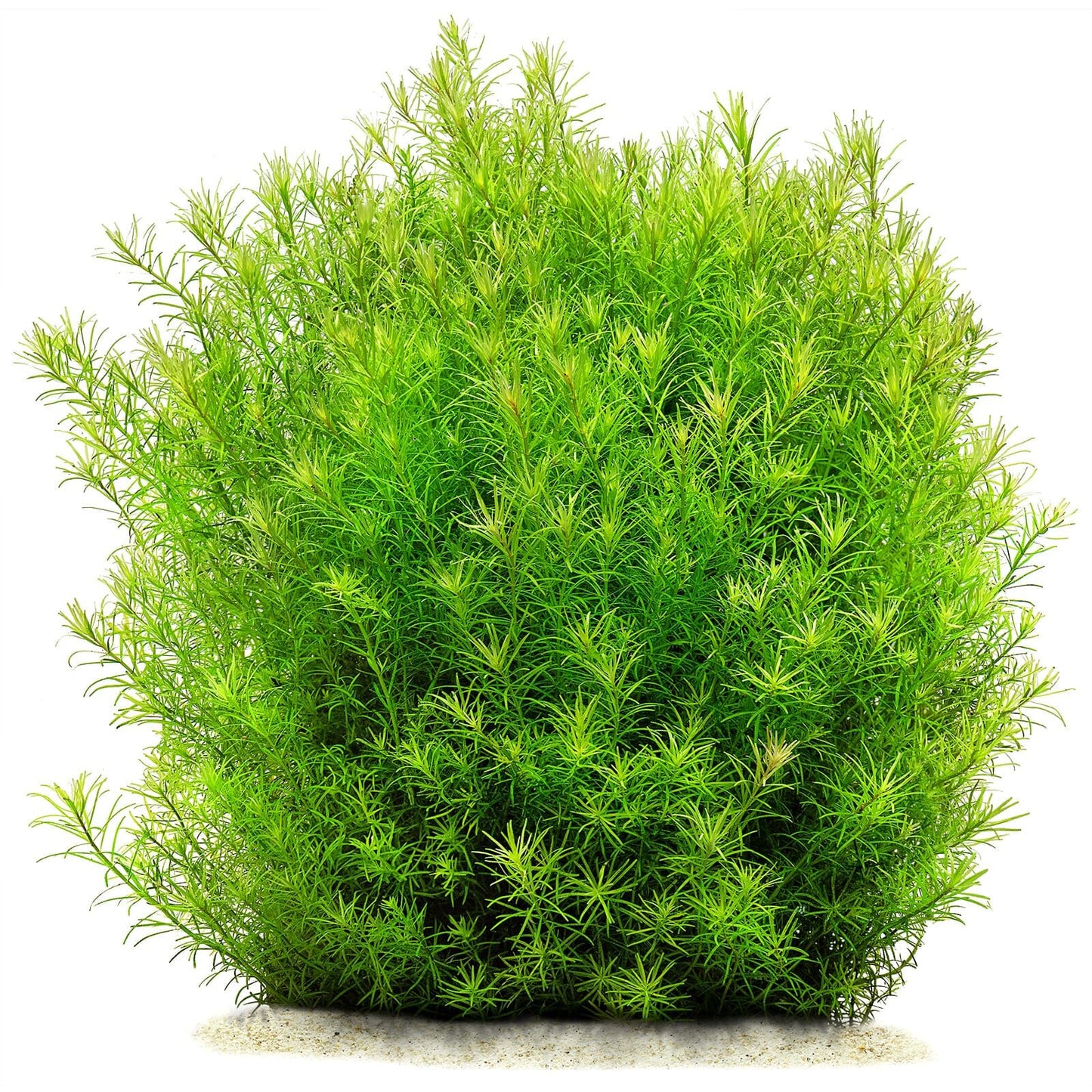 Rotala Nanjenshan