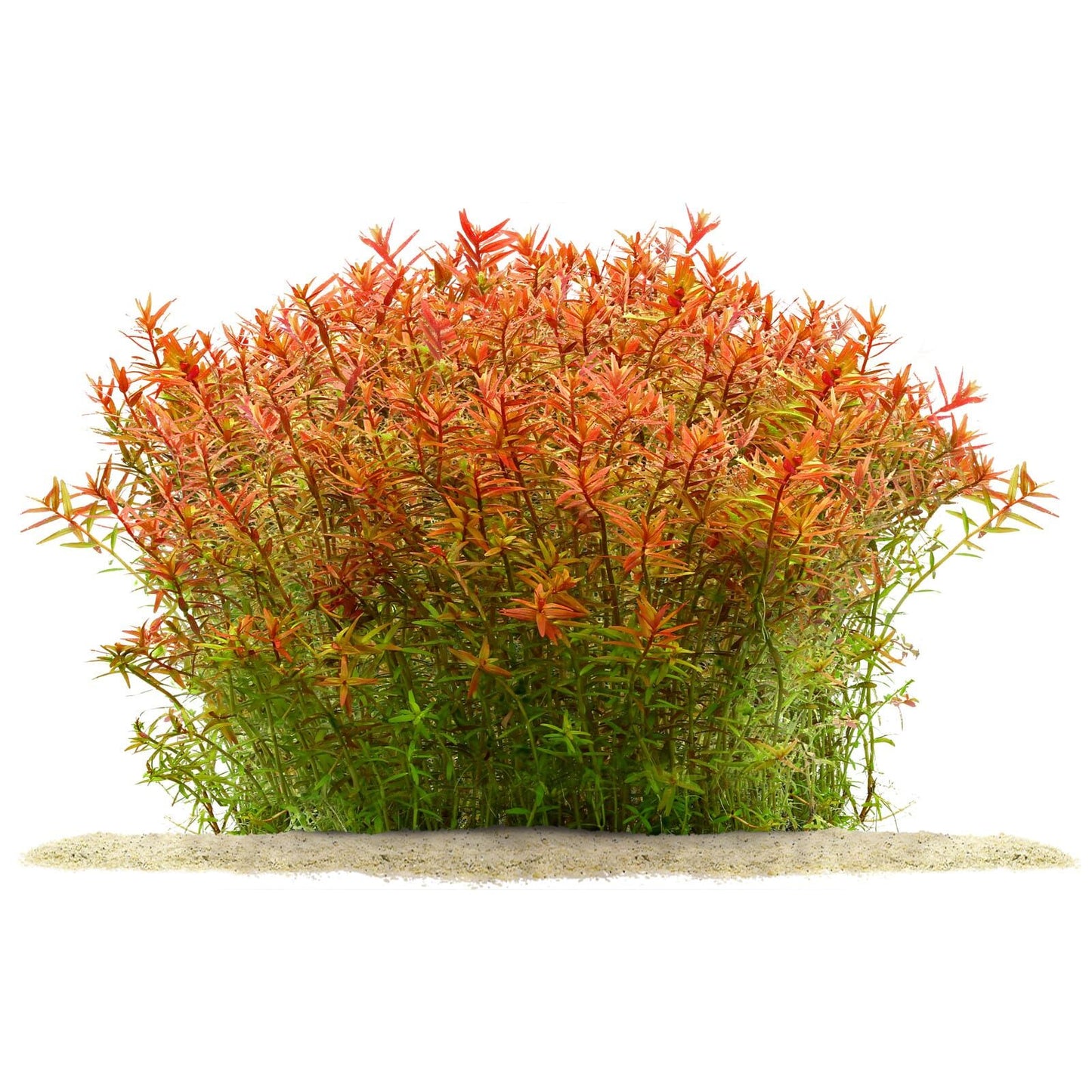 Rotala rotundifolia Orange