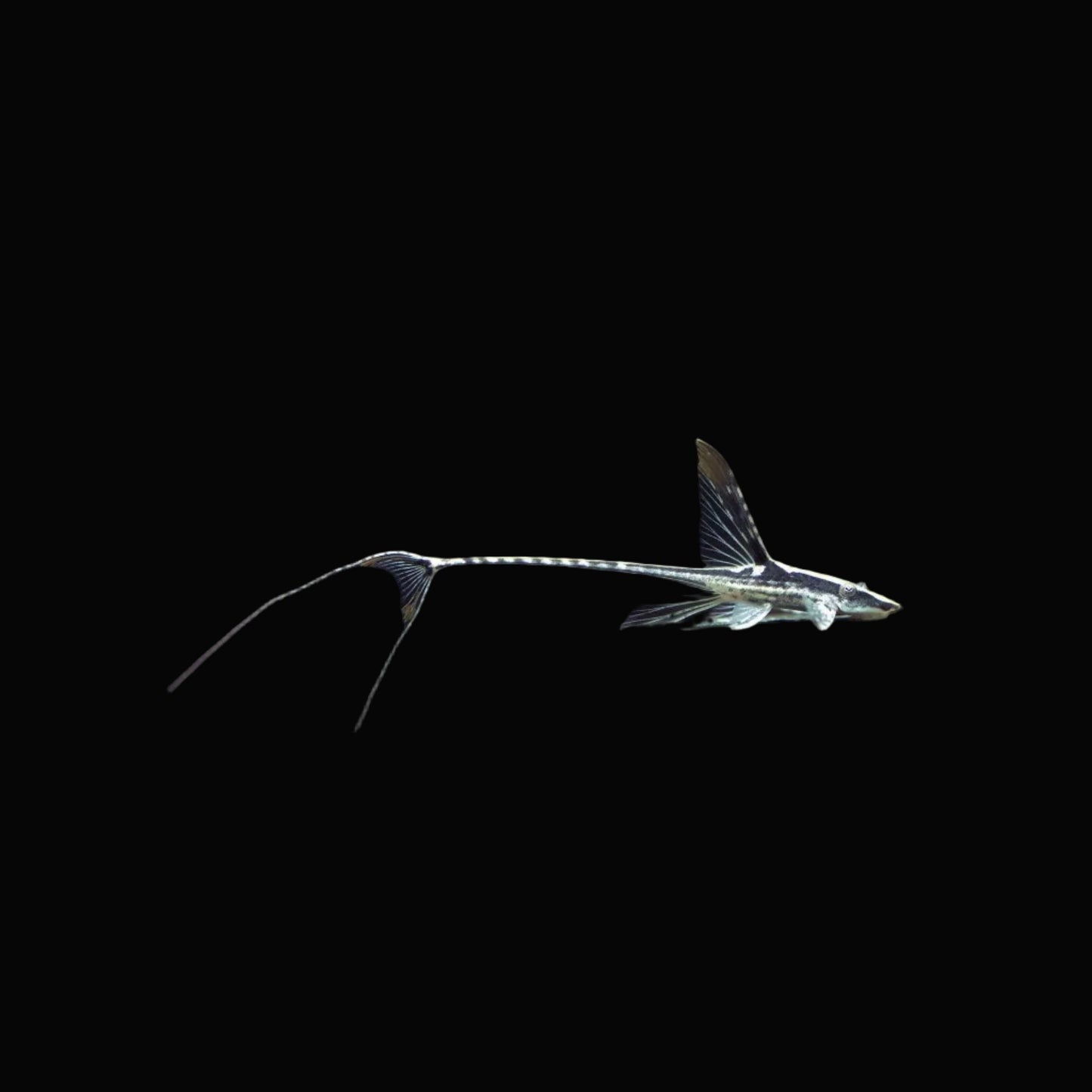 Royal Whiptail / Sturisoma panamense