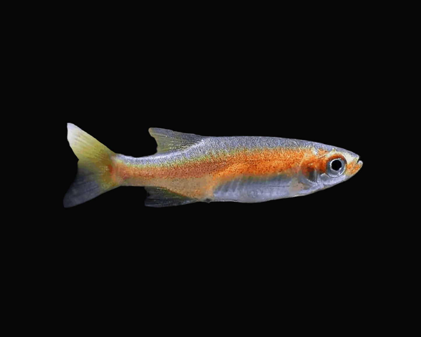 Red dwarf rasbora