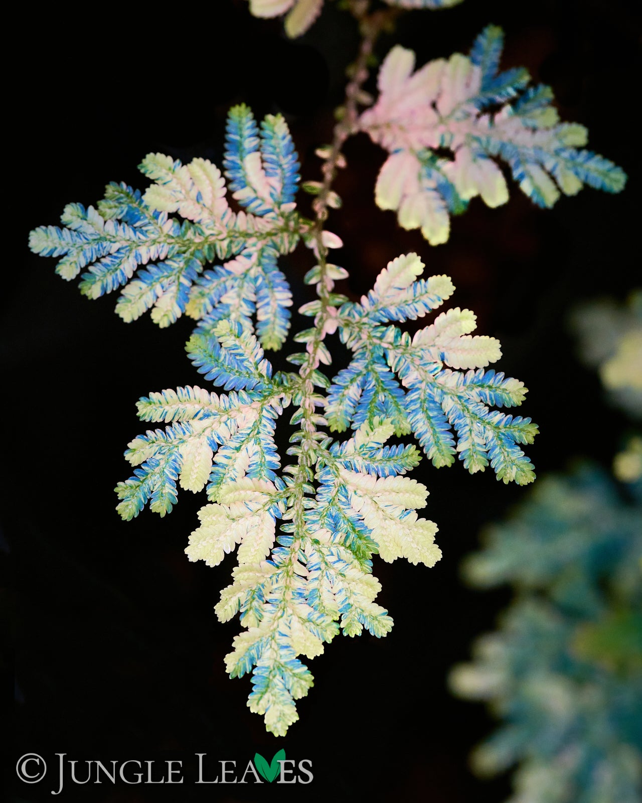 Selaginella wildenovii "variegated"