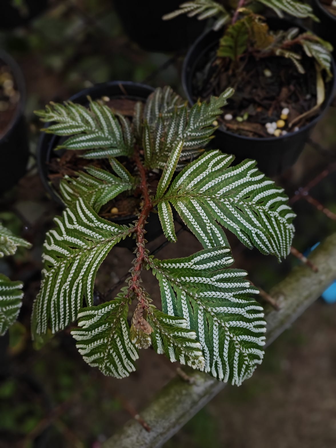 Selaginella picta