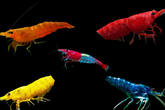 Shrimp Combo - Zebra Shrimp, White Back Shrimp, Green Shrimp, Cherry Red Shrimp