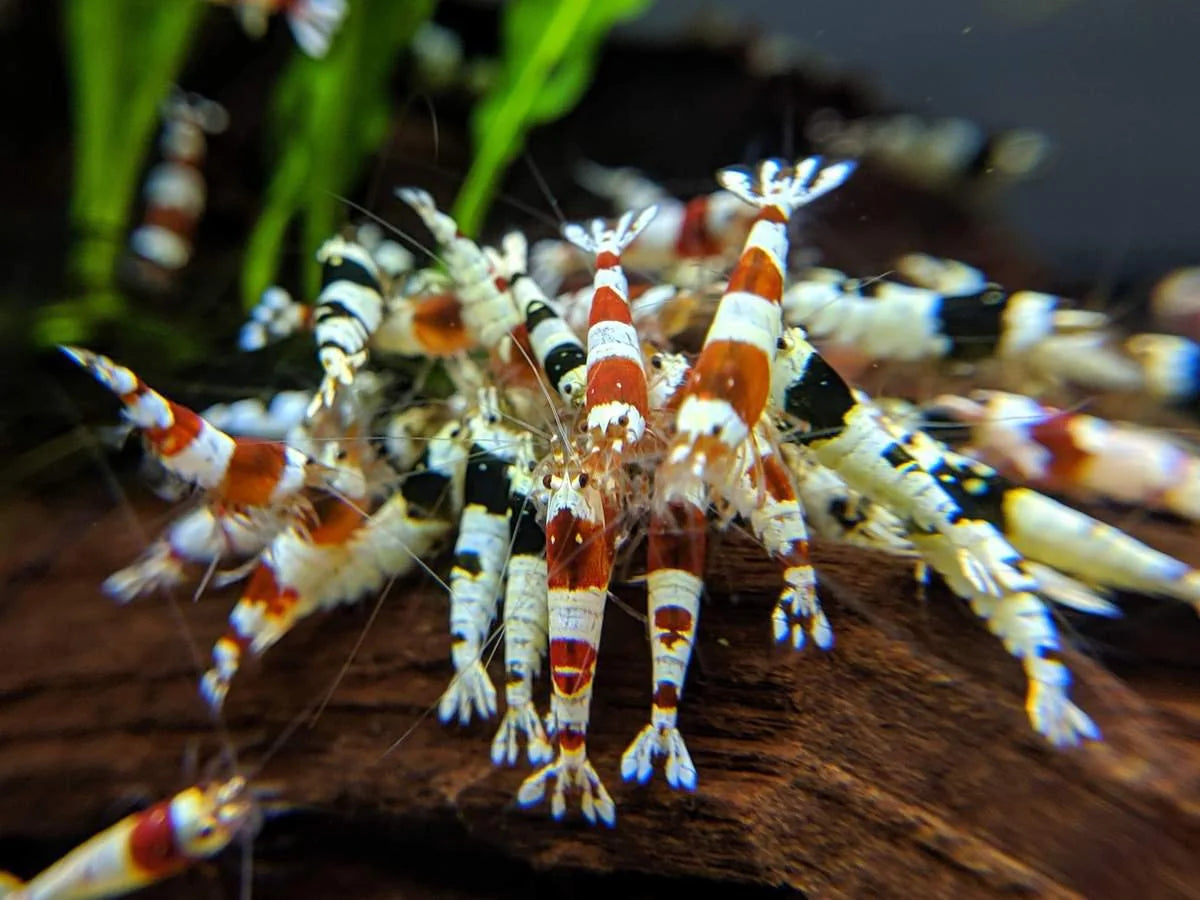 Shrimp Combo "Premium"
