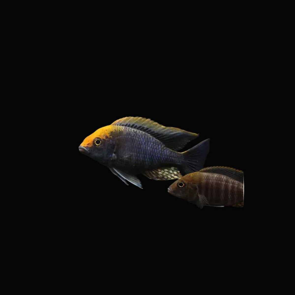Sulphur Head Cichlid / Aulonocara maylandi 2.5"