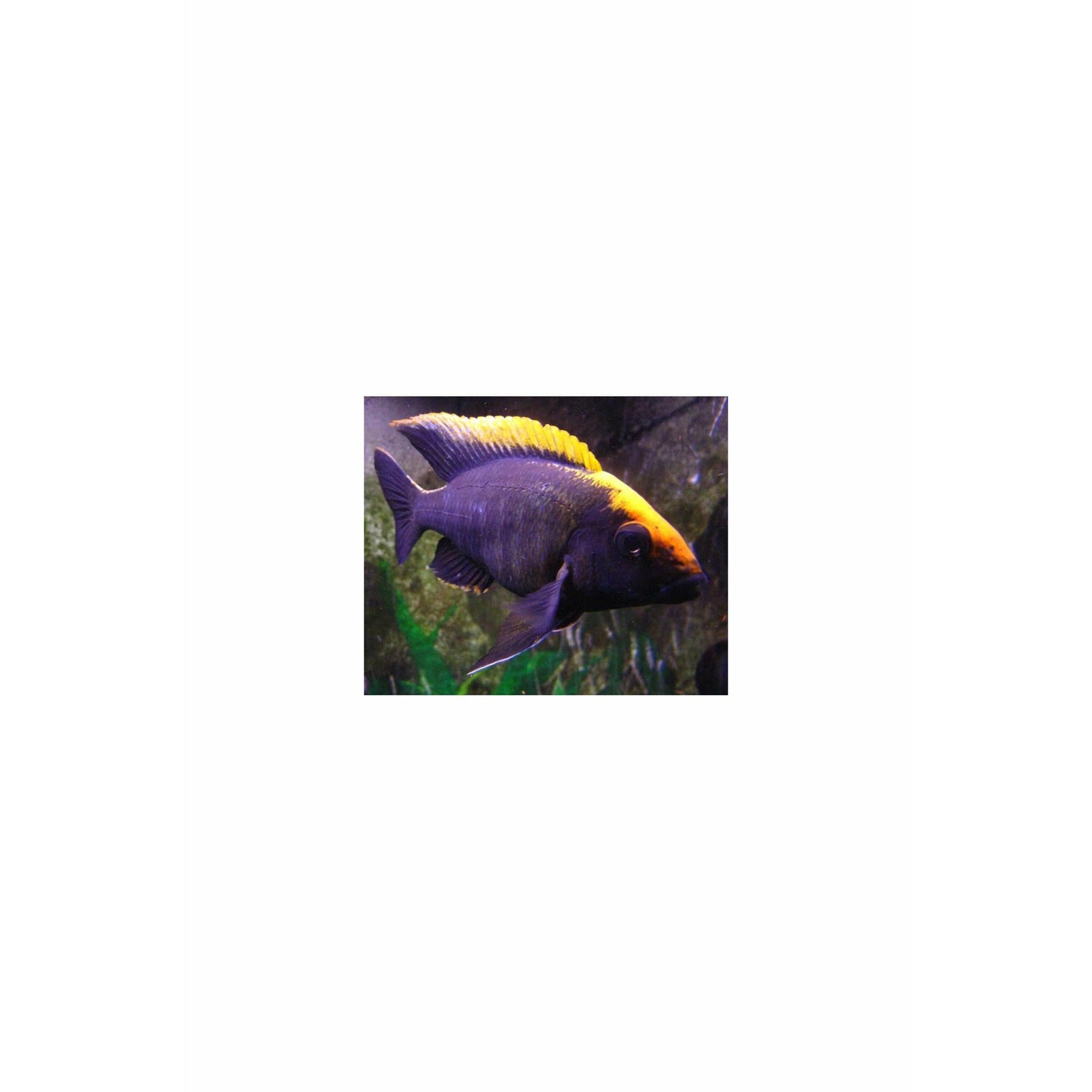 Sulphur Head Cichlid / Aulonocara maylandi 2.5"