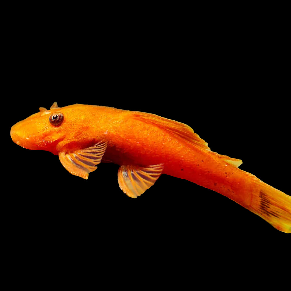 Super Red Bristlenose Pleco 1.5" (Pair)