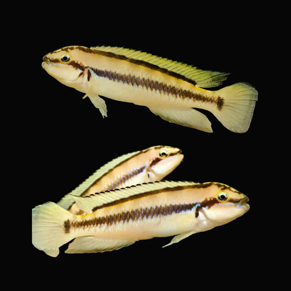 Torpedo cichlid **Rare**