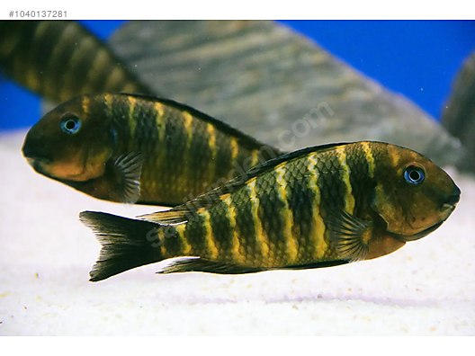 Tropheus "Red Cheek" 2inch