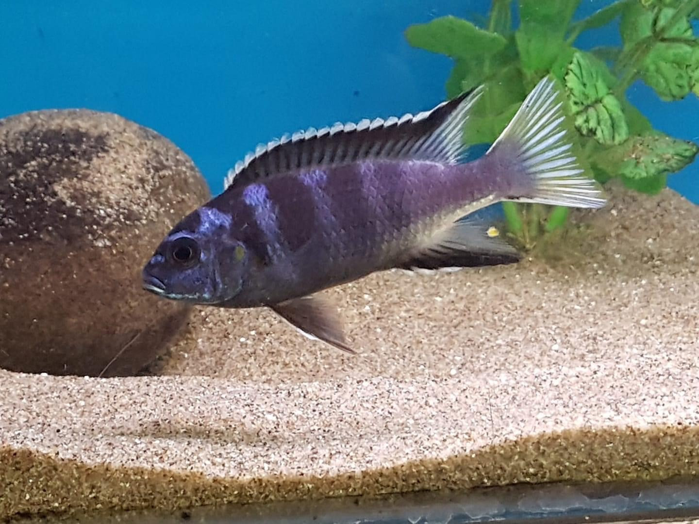 White Tail Acei 2.5"