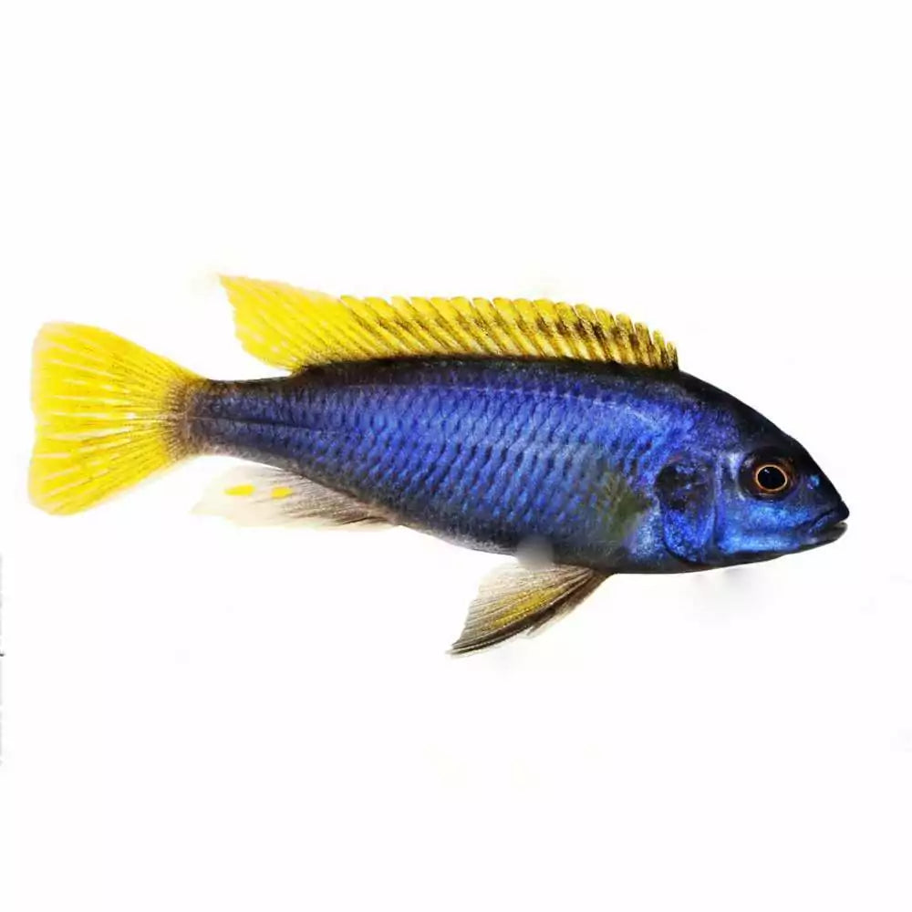 Yellow-tail Acei 2inch (Pair)