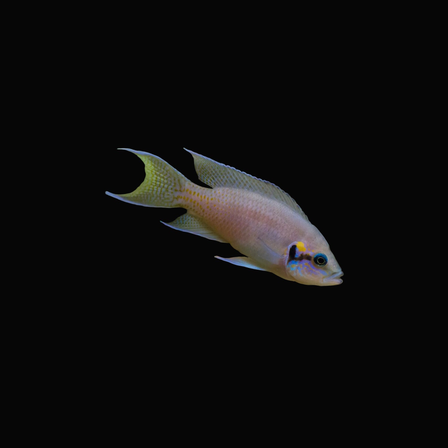 Brichardi Cichlid