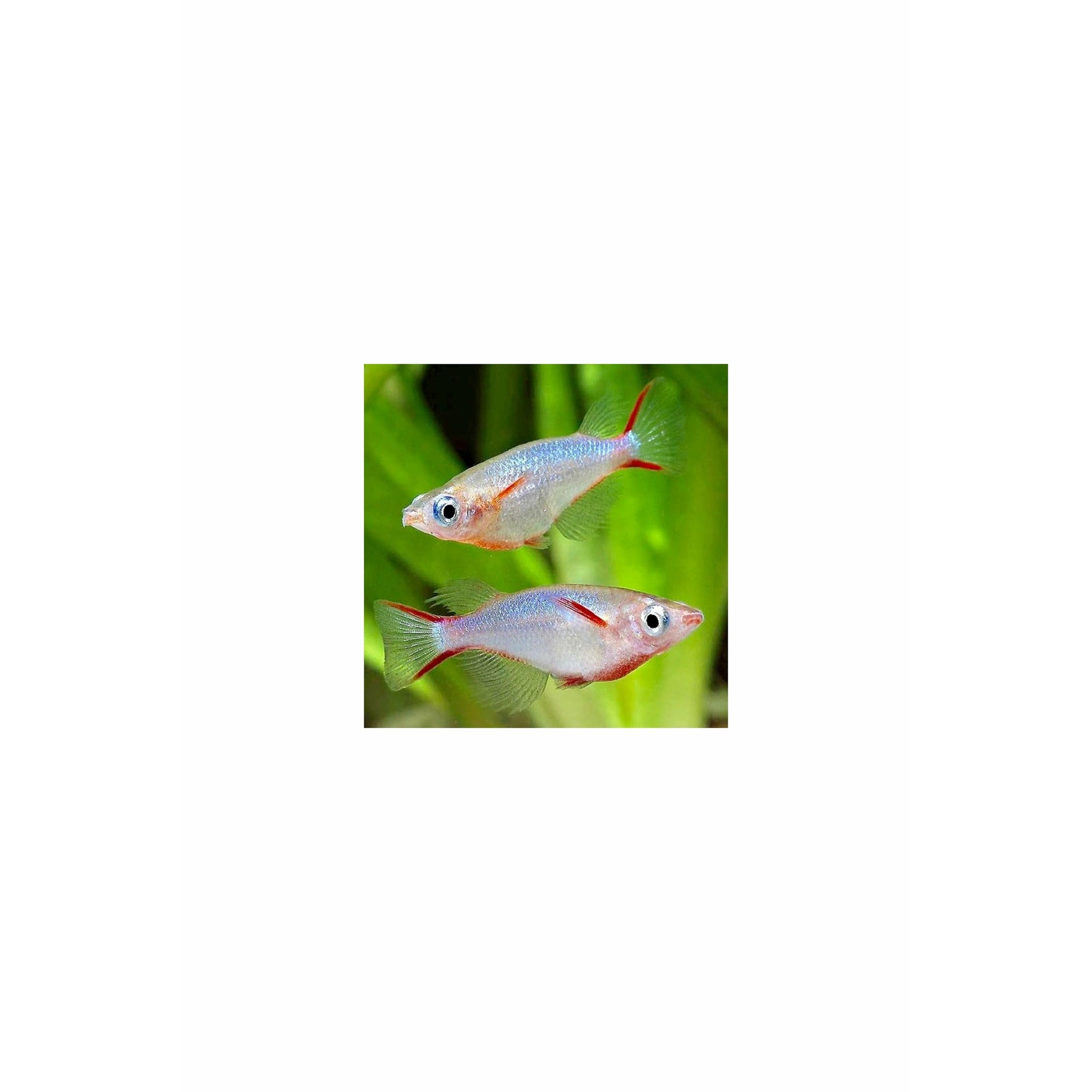 Daisy Rice Fish / Oryzias woworae Best4Pets